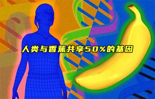 【科普視頻】人類與香蕉共享50%的基因？